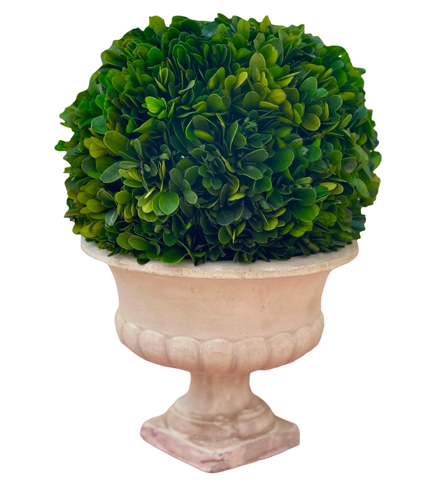 Classic Urn with Preserved Boxwood