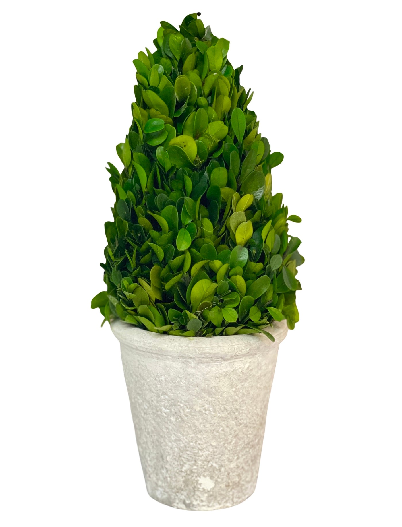 White Washed Terracotta Pot with Preserved Boxwood